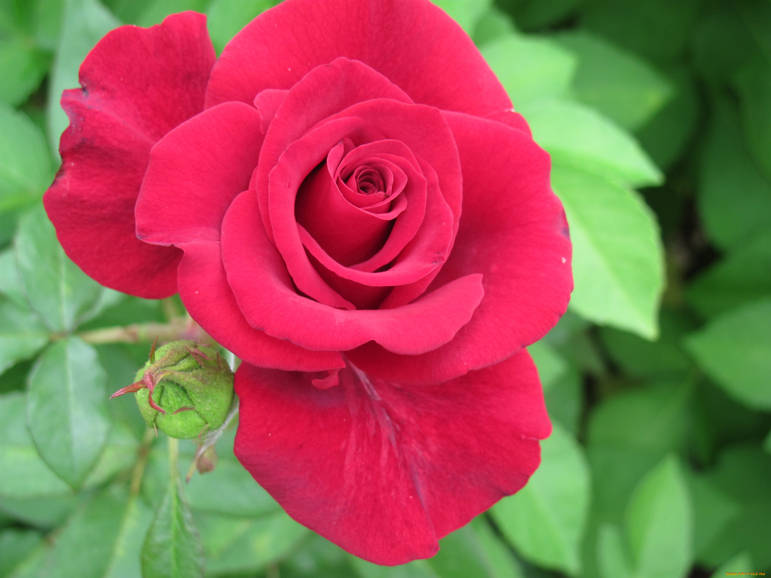 цветы, розы, макро