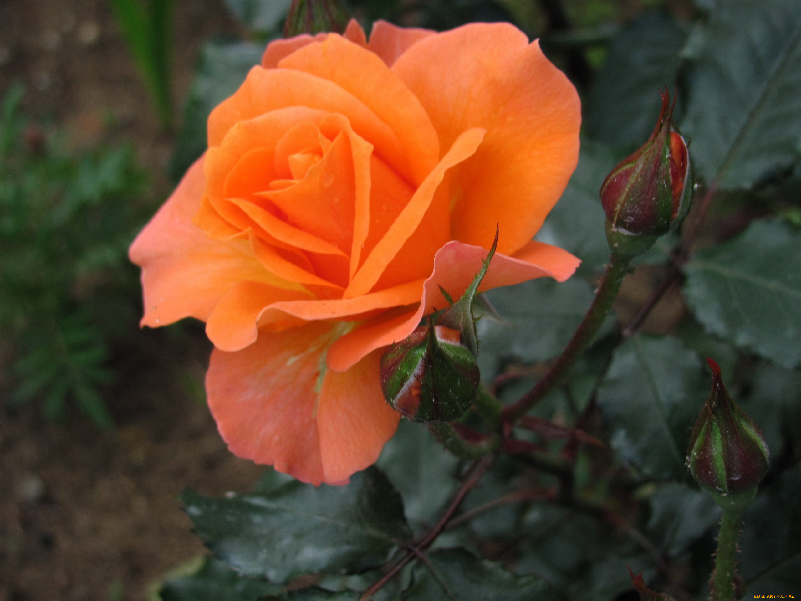 цветы, розы, макро