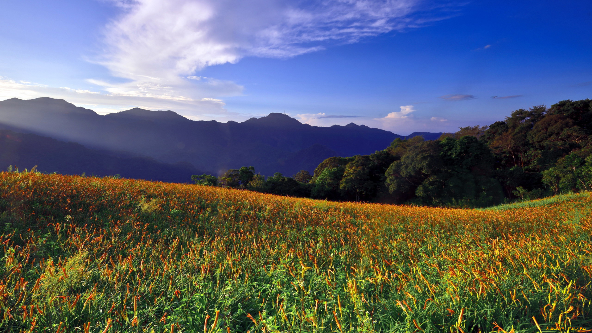 природа, луга, горы, луг, трава, цветы