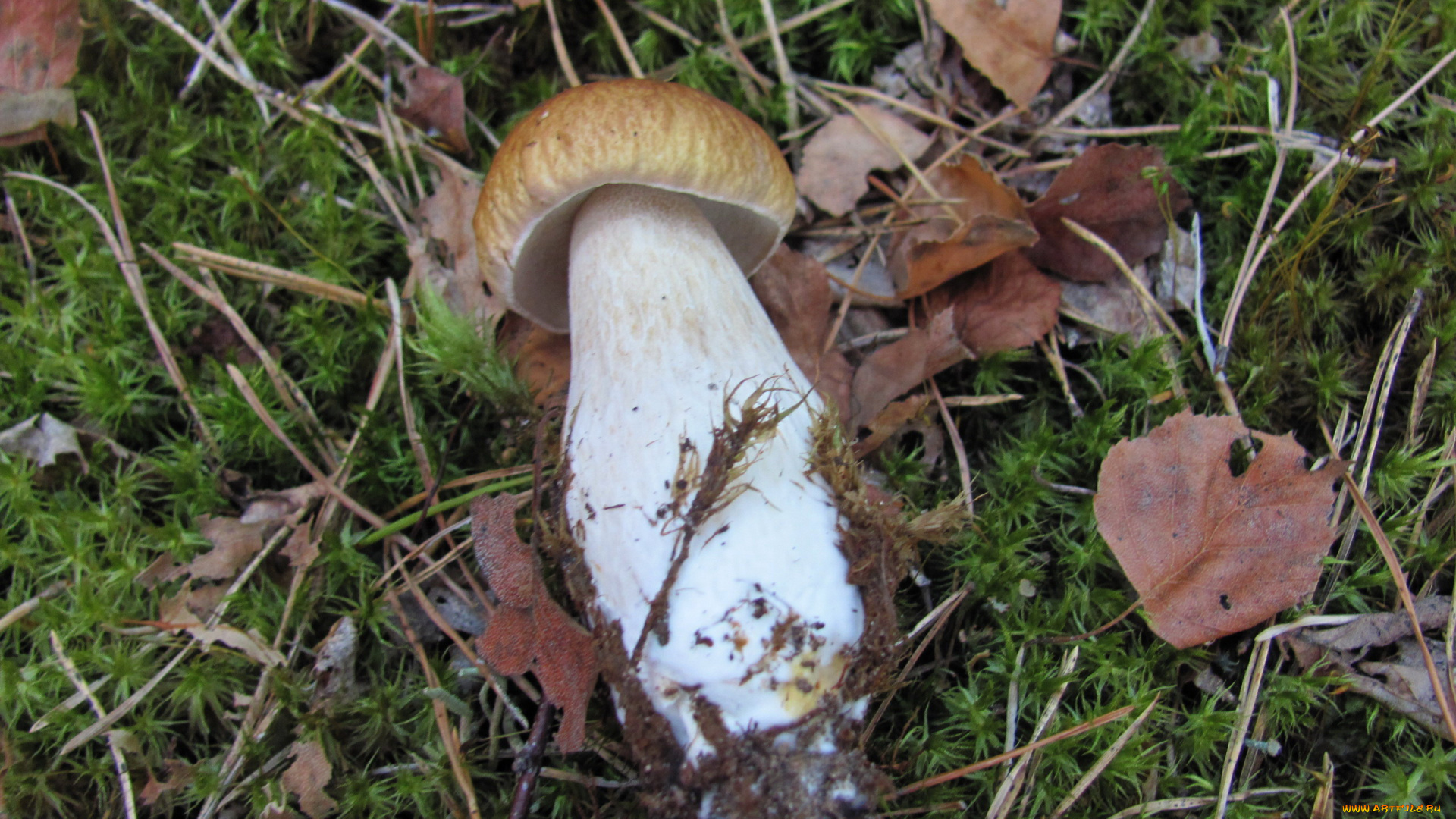 еда, грибы, , грибные, блюда, боровик