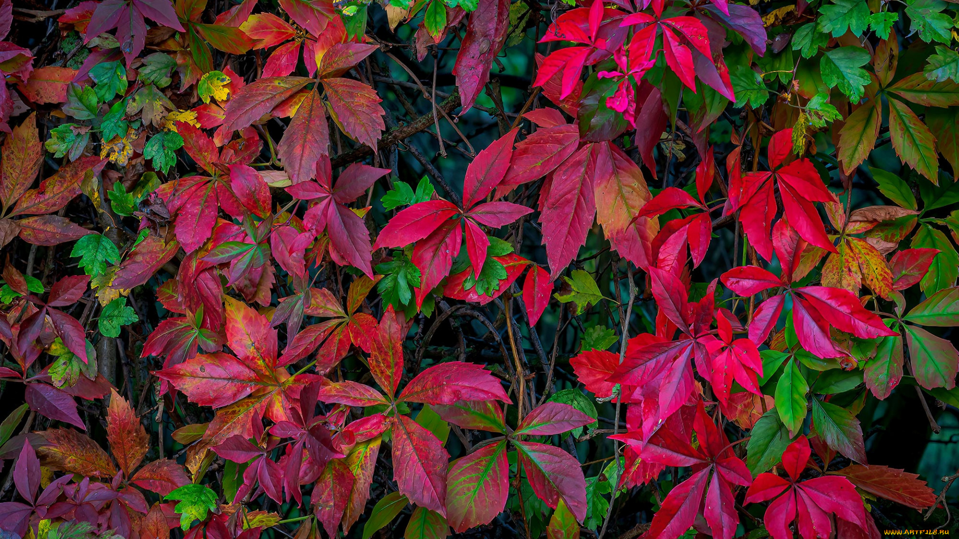 природа, листья, растение