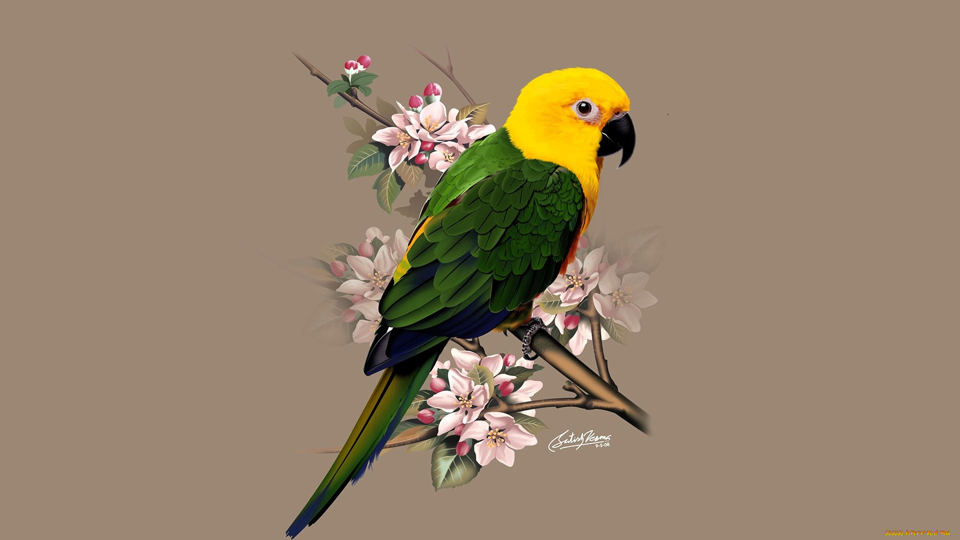 рисованное, животные, , птицы, , попугаи, попугай, ветка
