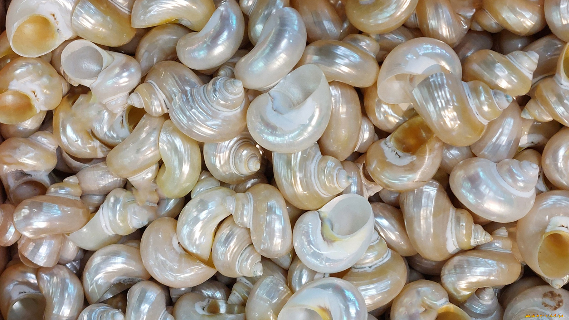 разное, ракушки, , кораллы, , декоративные, и, spa-камни, много