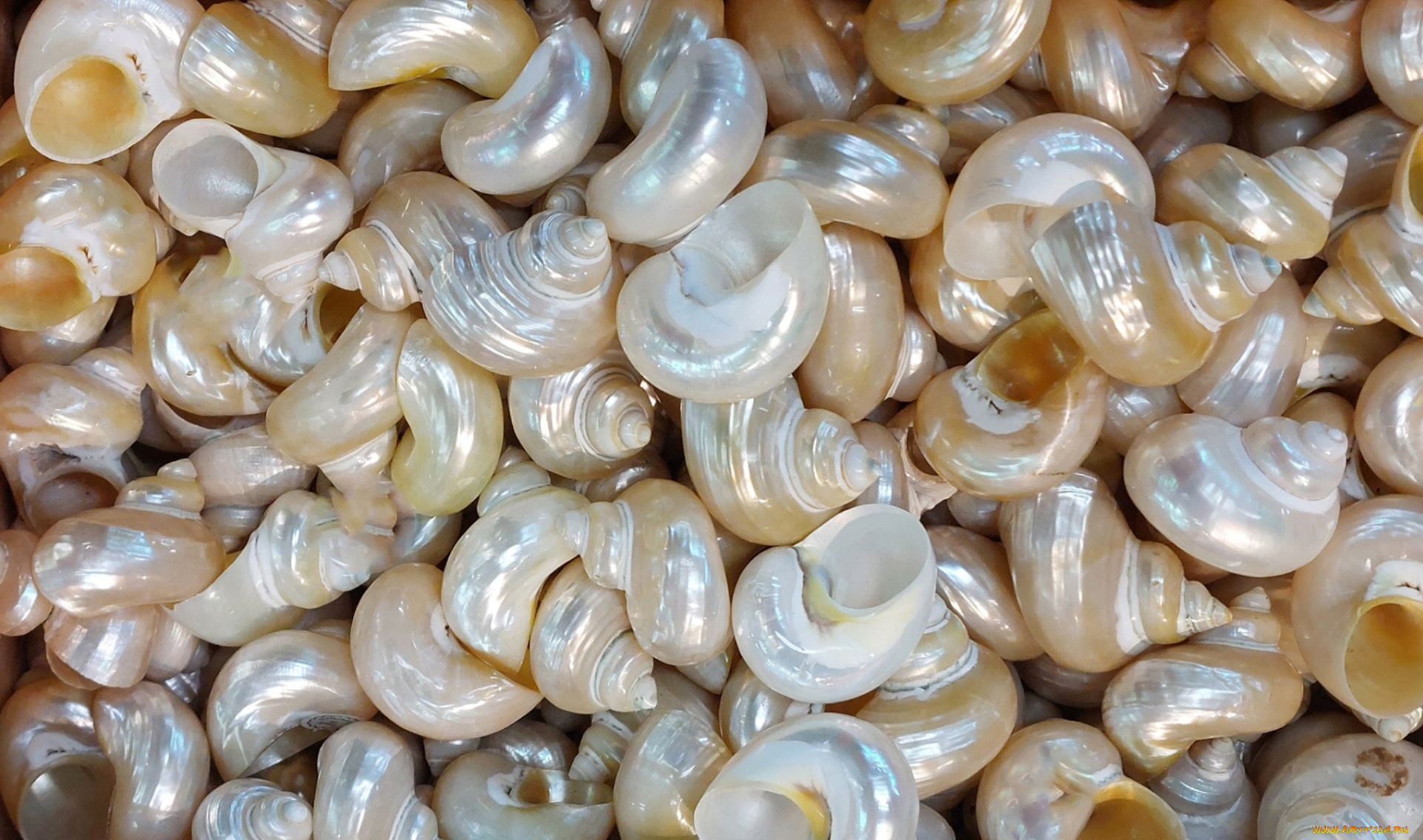 разное, ракушки, , кораллы, , декоративные, и, spa-камни, много