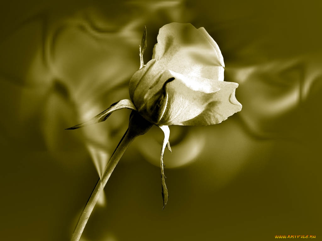 цветы, розы