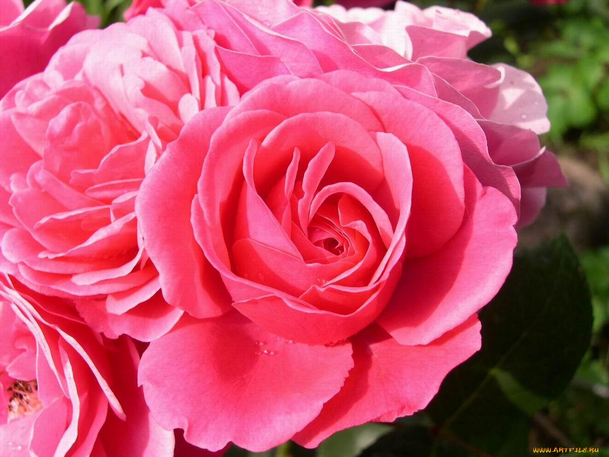 цветы, розы