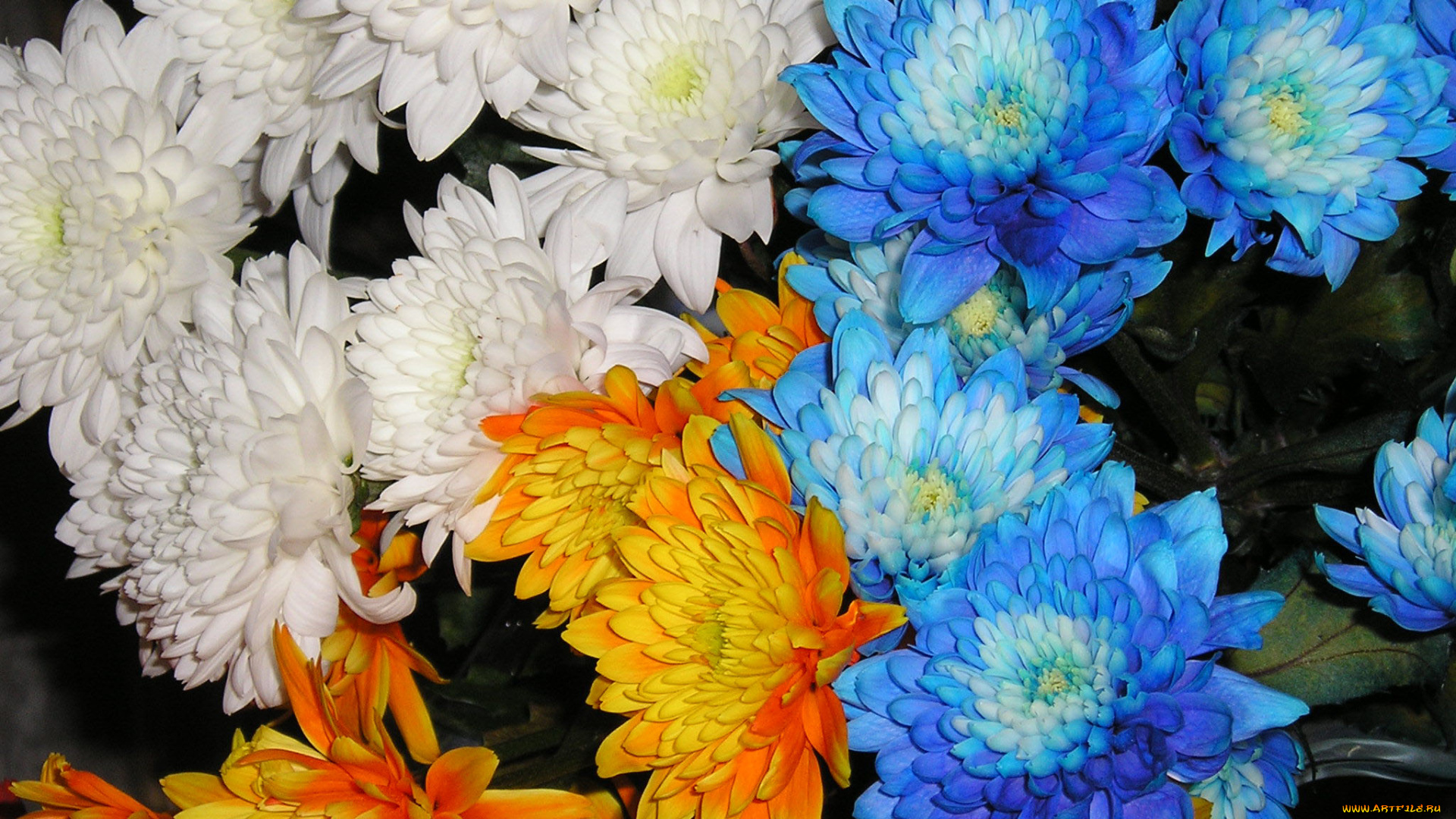 цветы, хризантемы