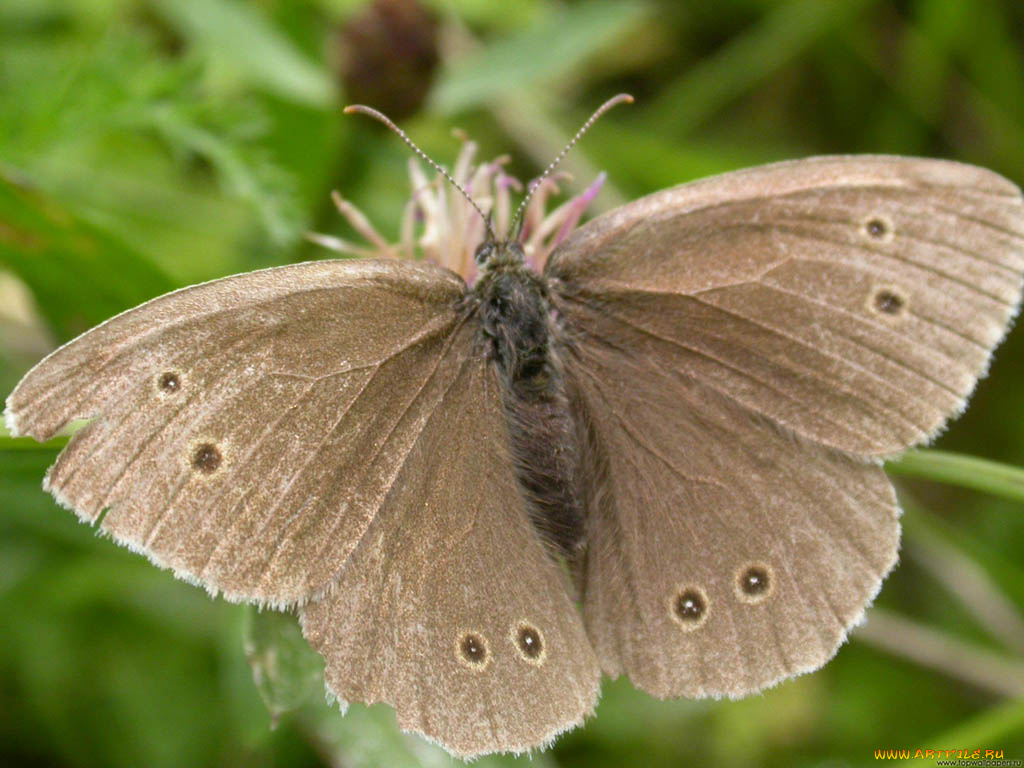 животные, бабочки