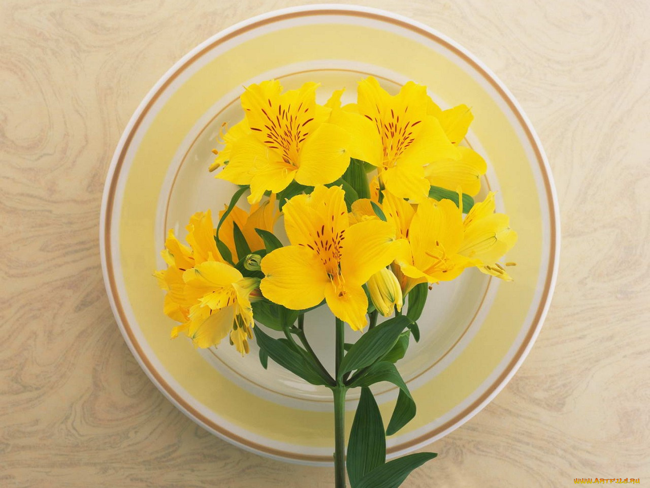 цветы, альстромерия