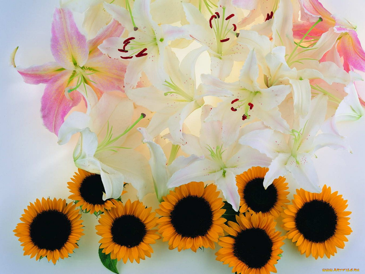 цветы, букеты, композиции