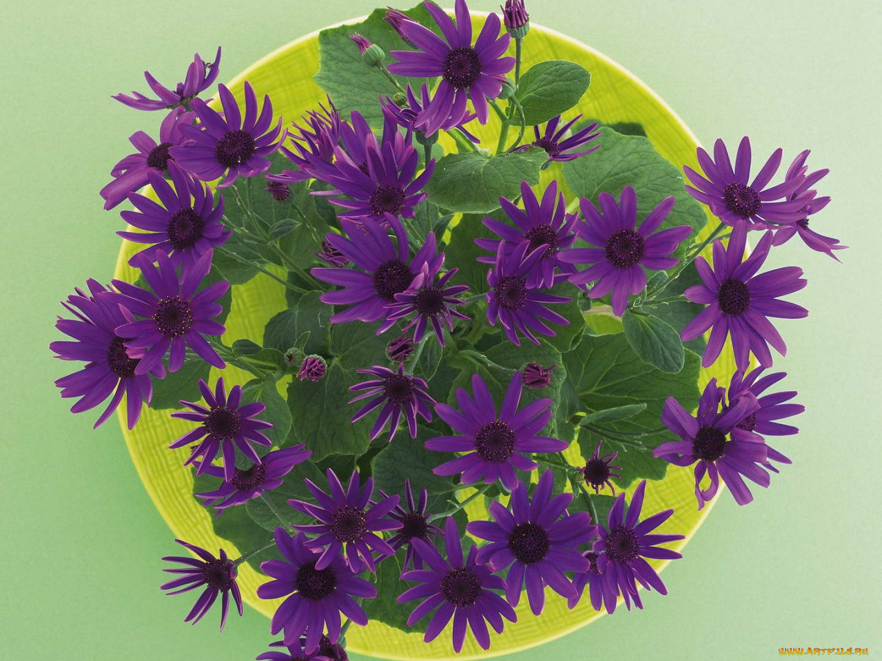 цветы, цинерария