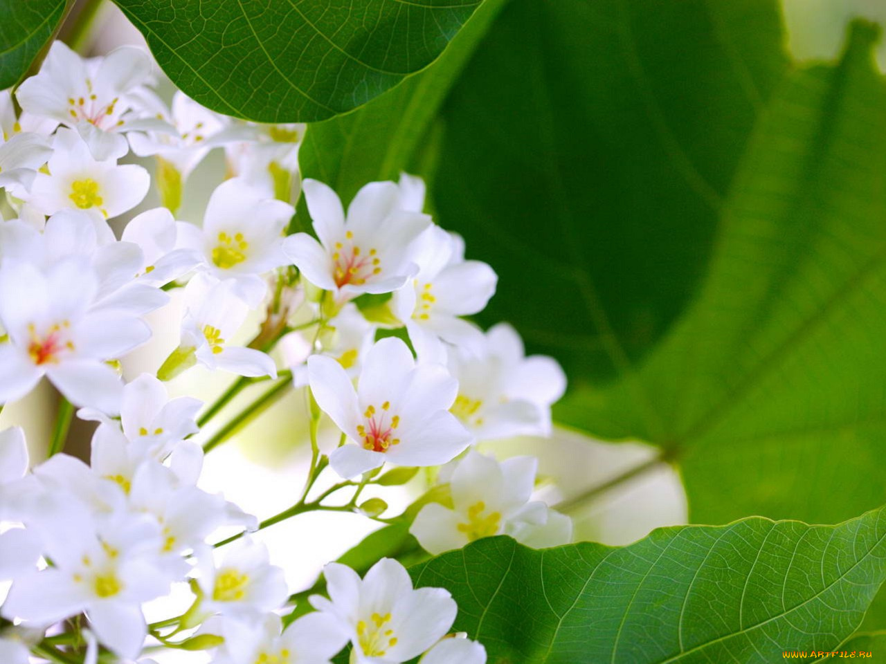 цветы, цветущие, деревья, кустарники