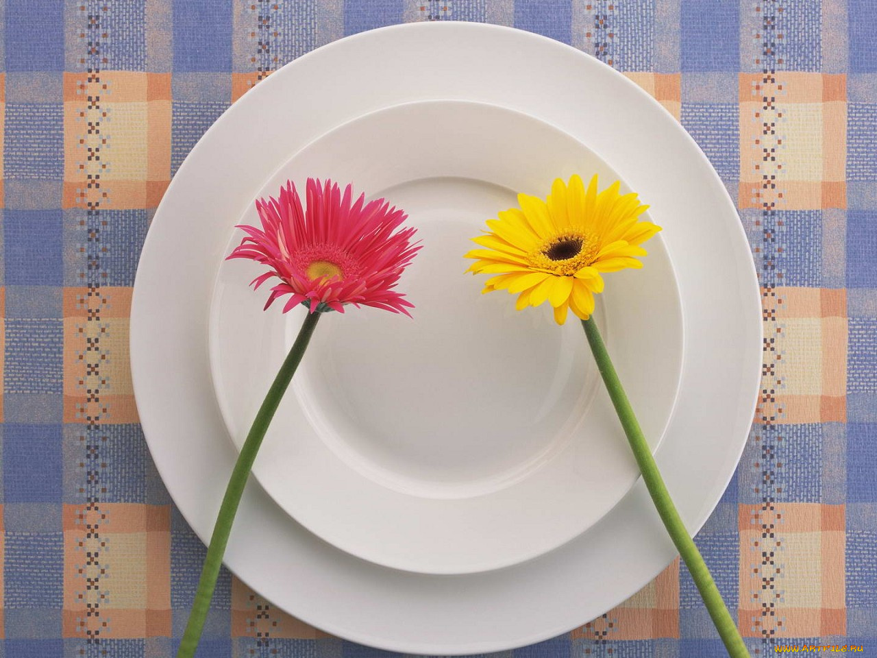 цветы, герберы