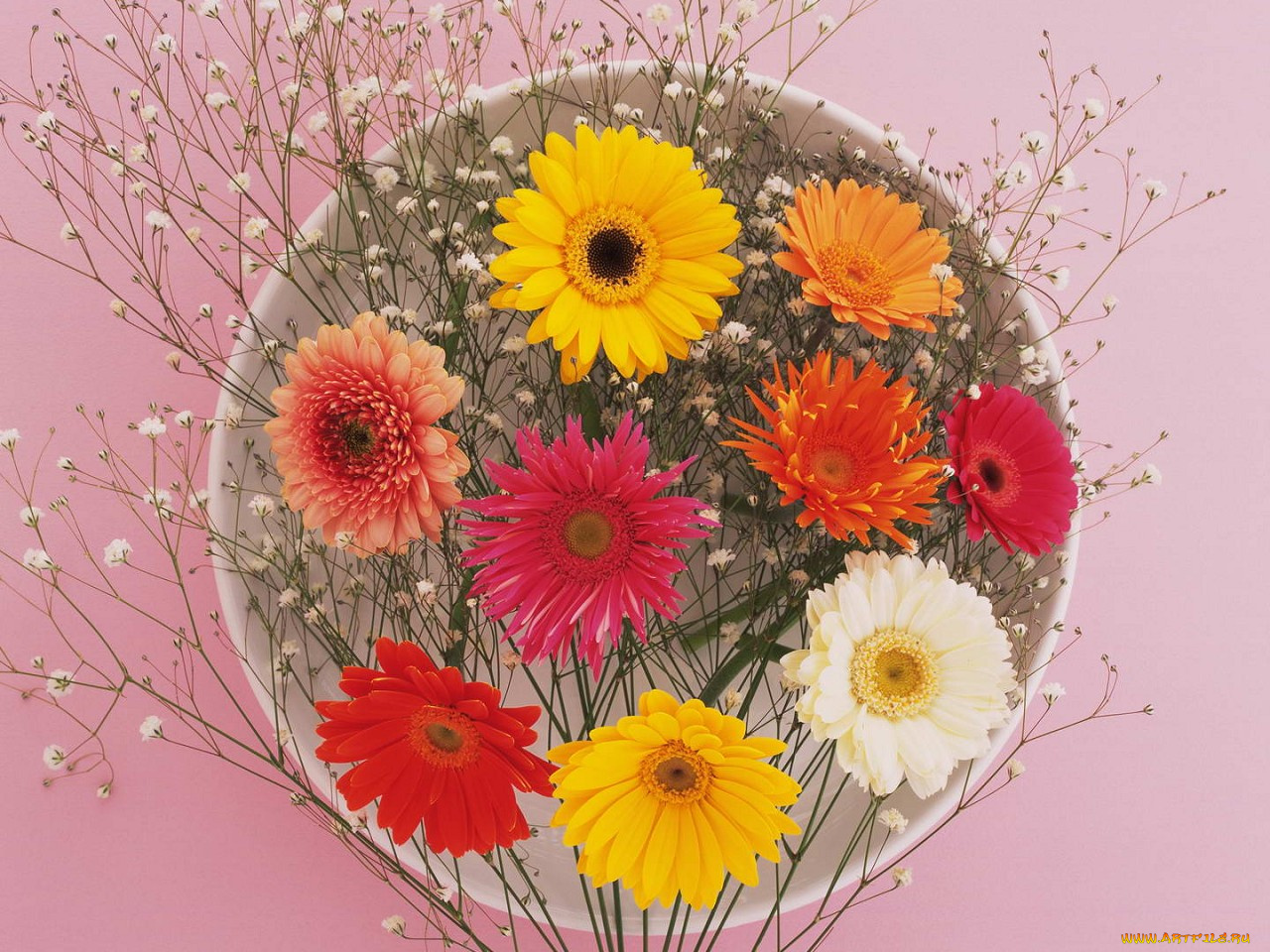 цветы, герберы