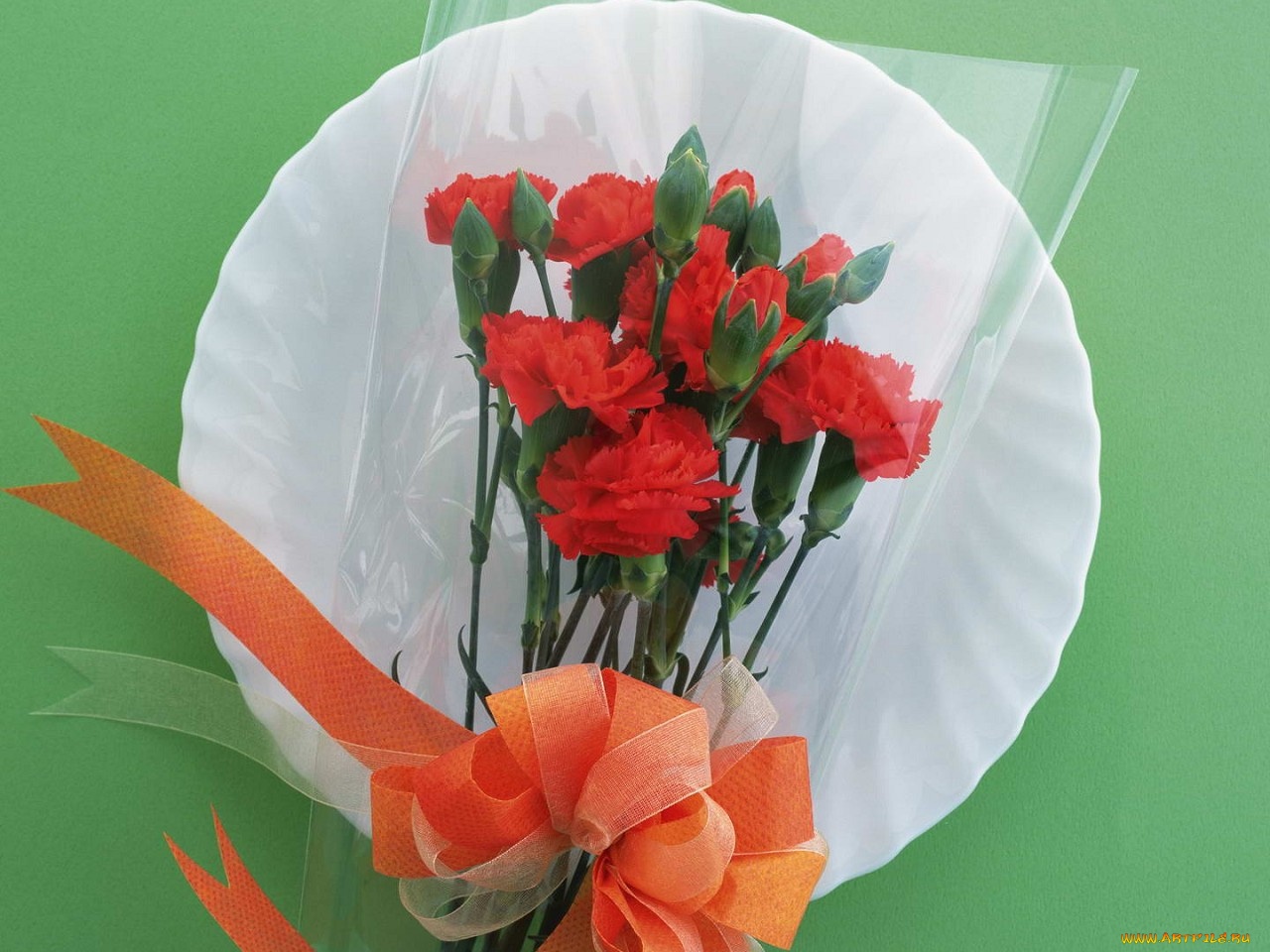 цветы, гвоздики