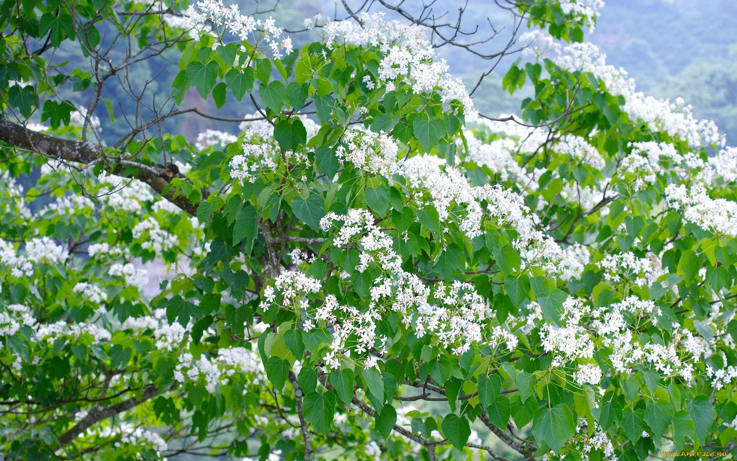 цветы, цветущие, деревья, кустарники