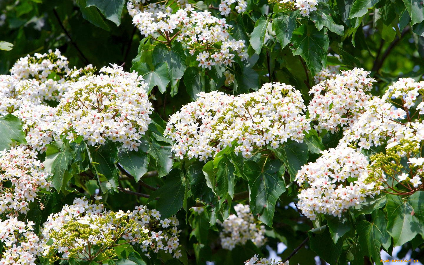 цветы, цветущие, деревья, кустарники