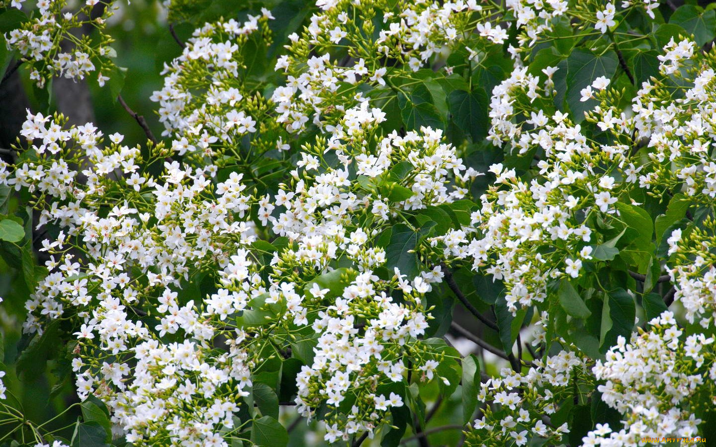 цветы, цветущие, деревья, кустарники