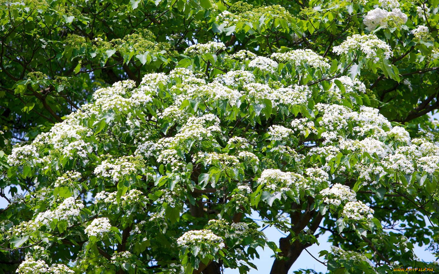 цветы, цветущие, деревья, кустарники