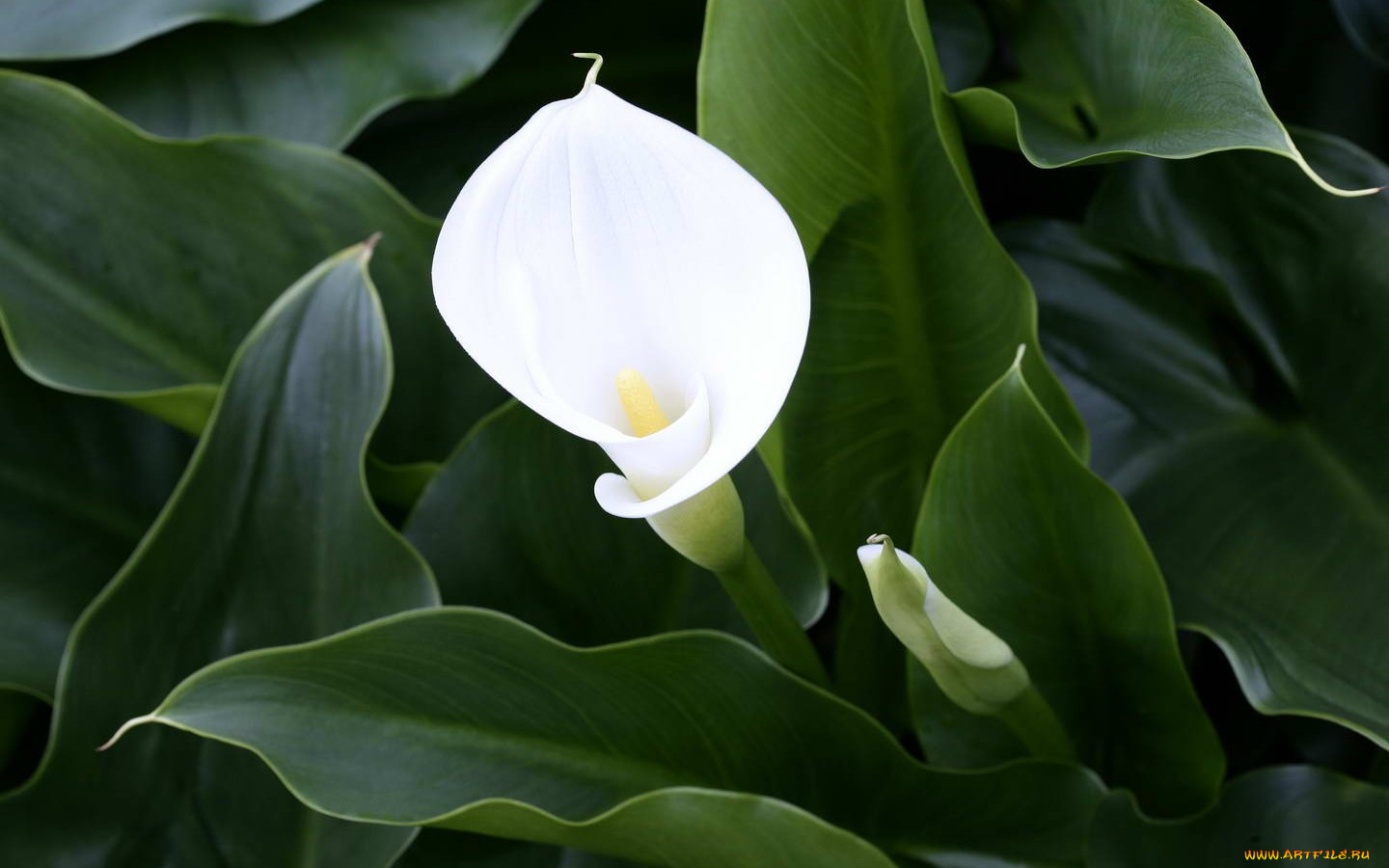 цветы, каллы