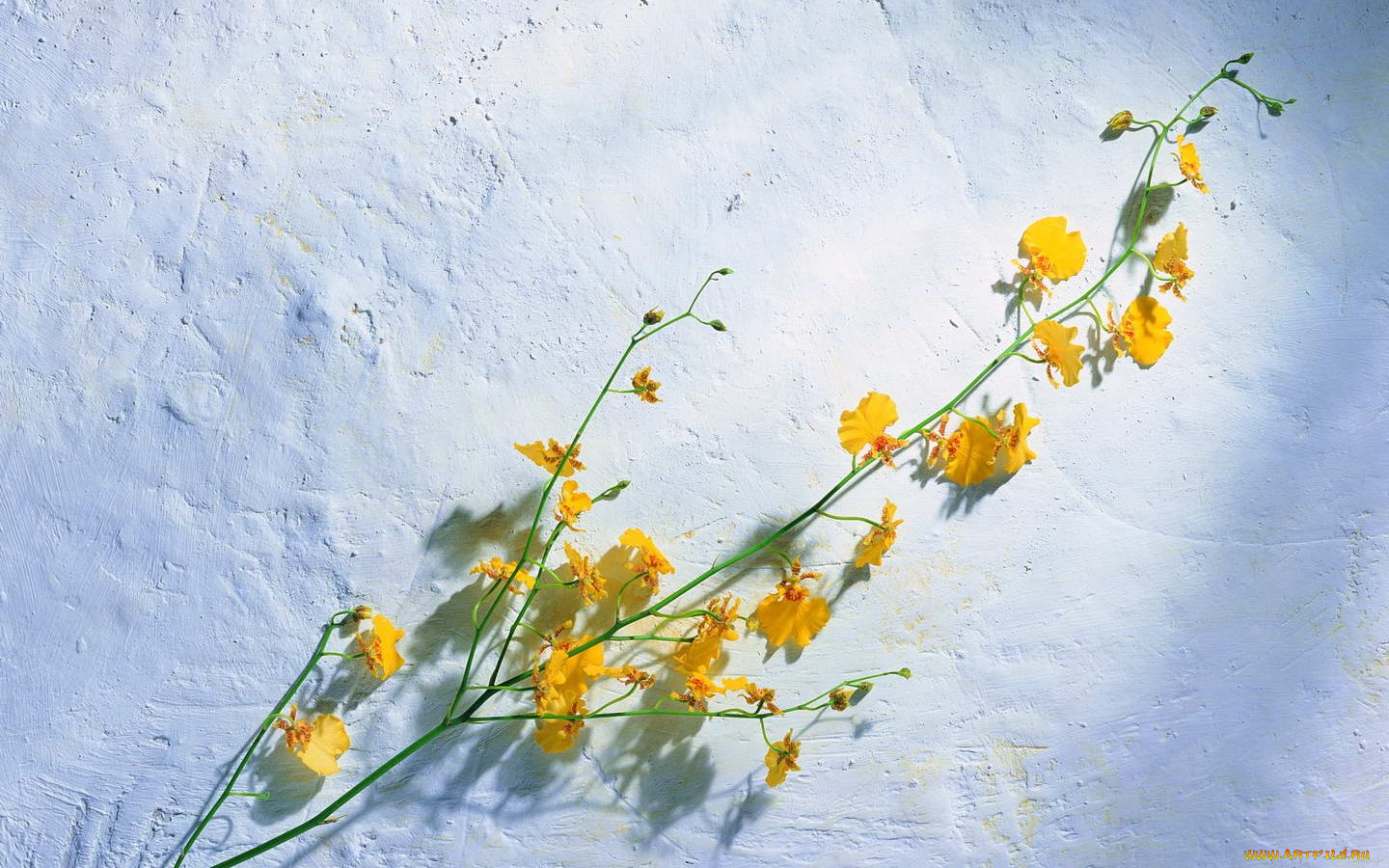 цветы, орхидеи