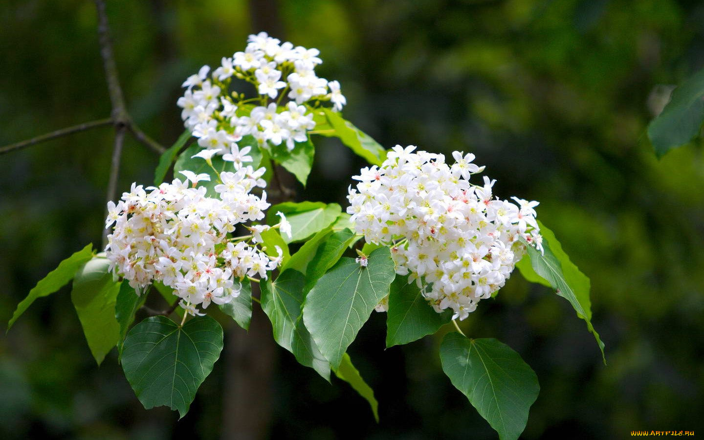 цветы, сирень