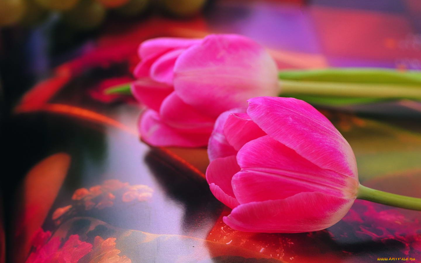 цветы, тюльпаны