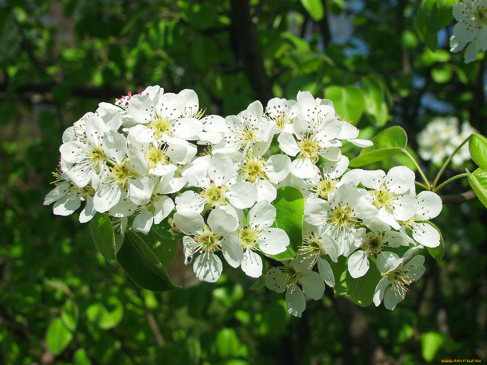 цветы, цветущие, деревья, кустарники