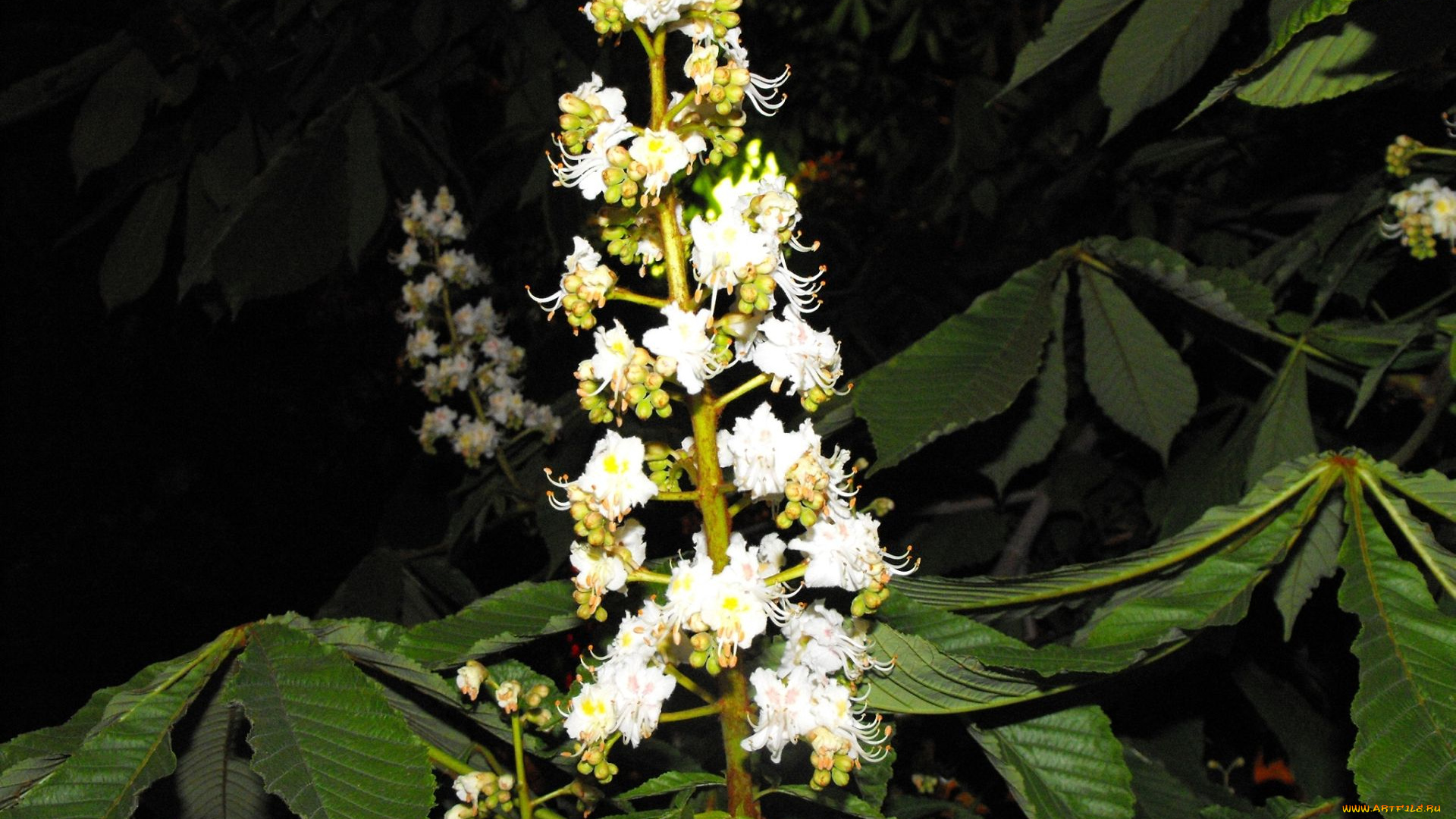 цветы, цветущие, деревья, кустарники