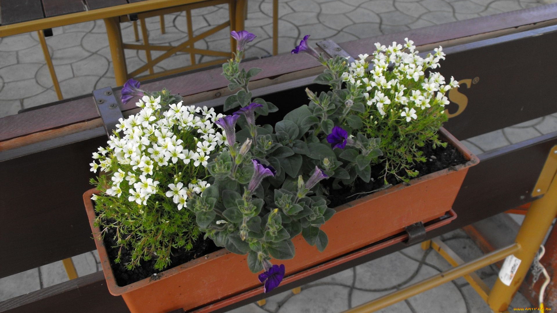 цветы, разные, вместе