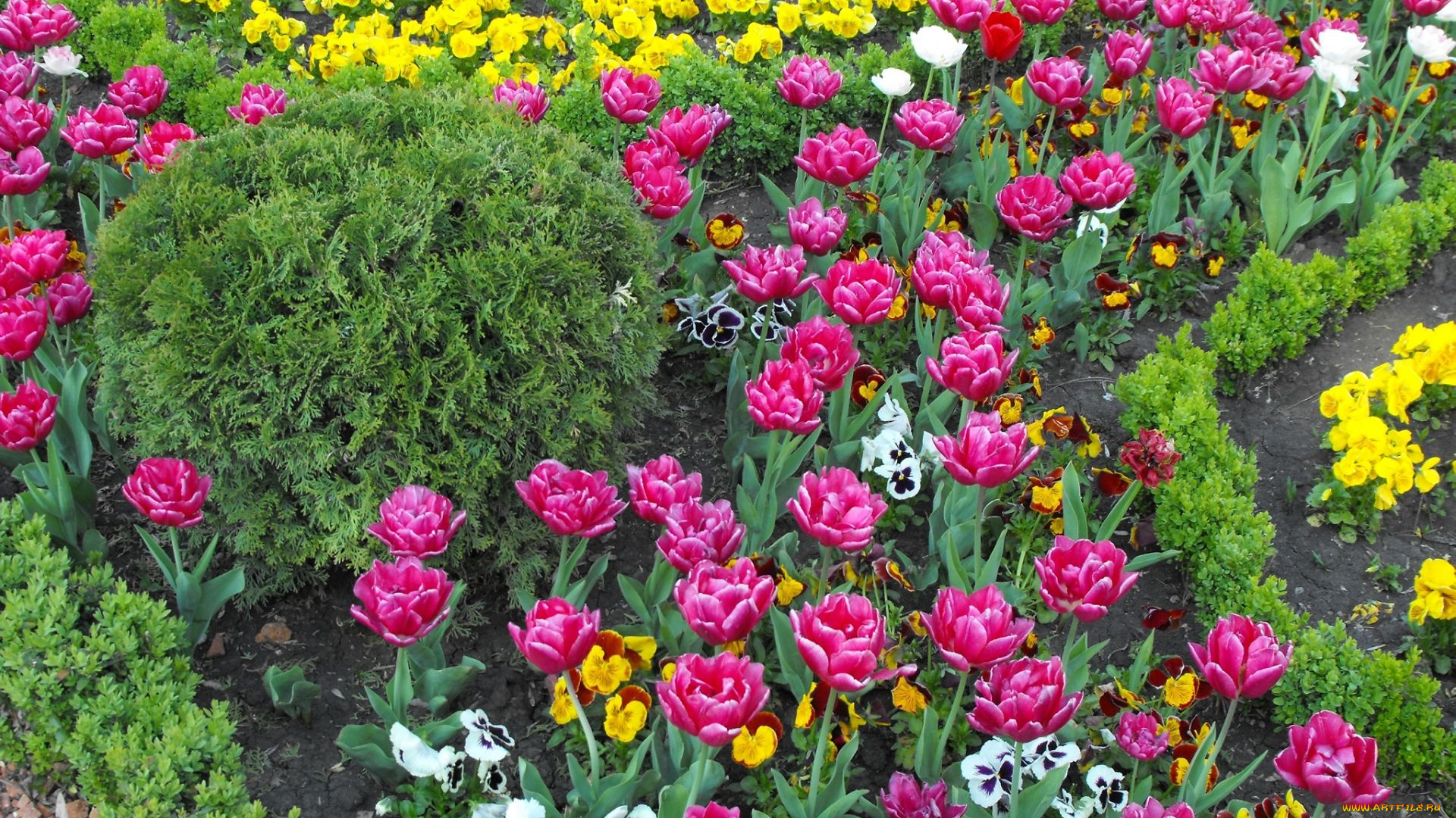 цветы, разные, вместе