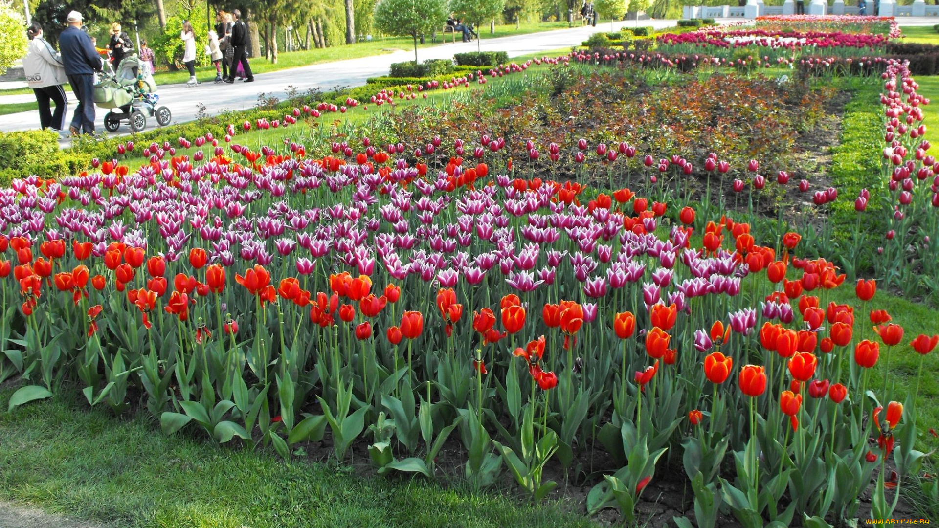 цветы, тюльпаны