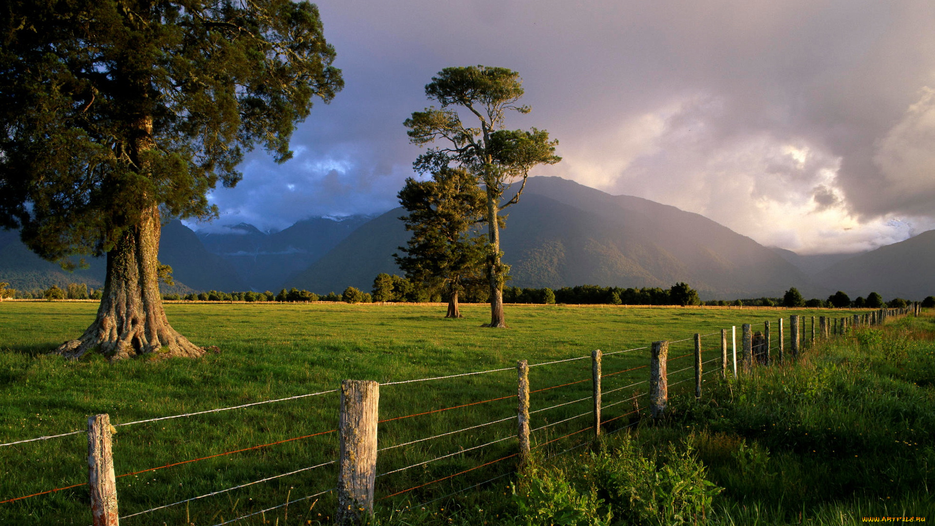 природа, деревья