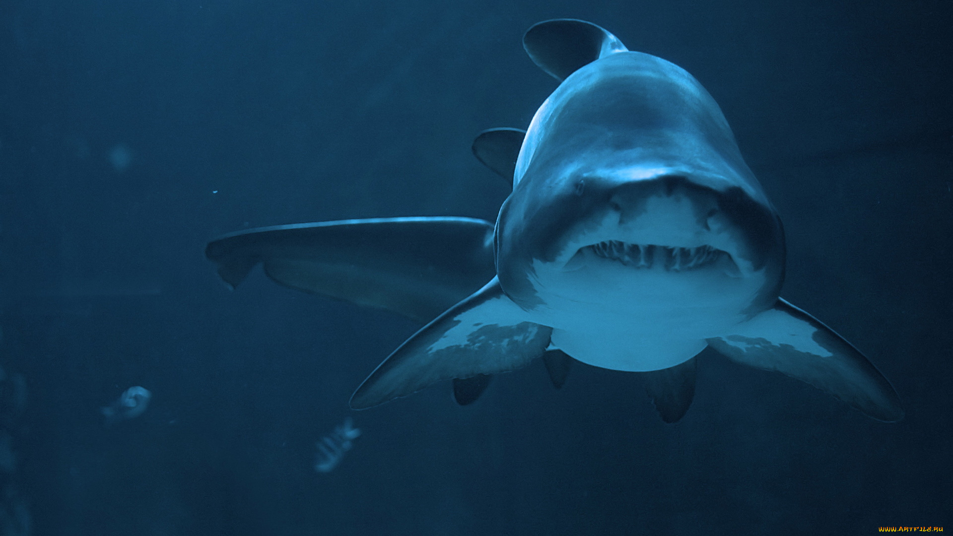 животные, акулы