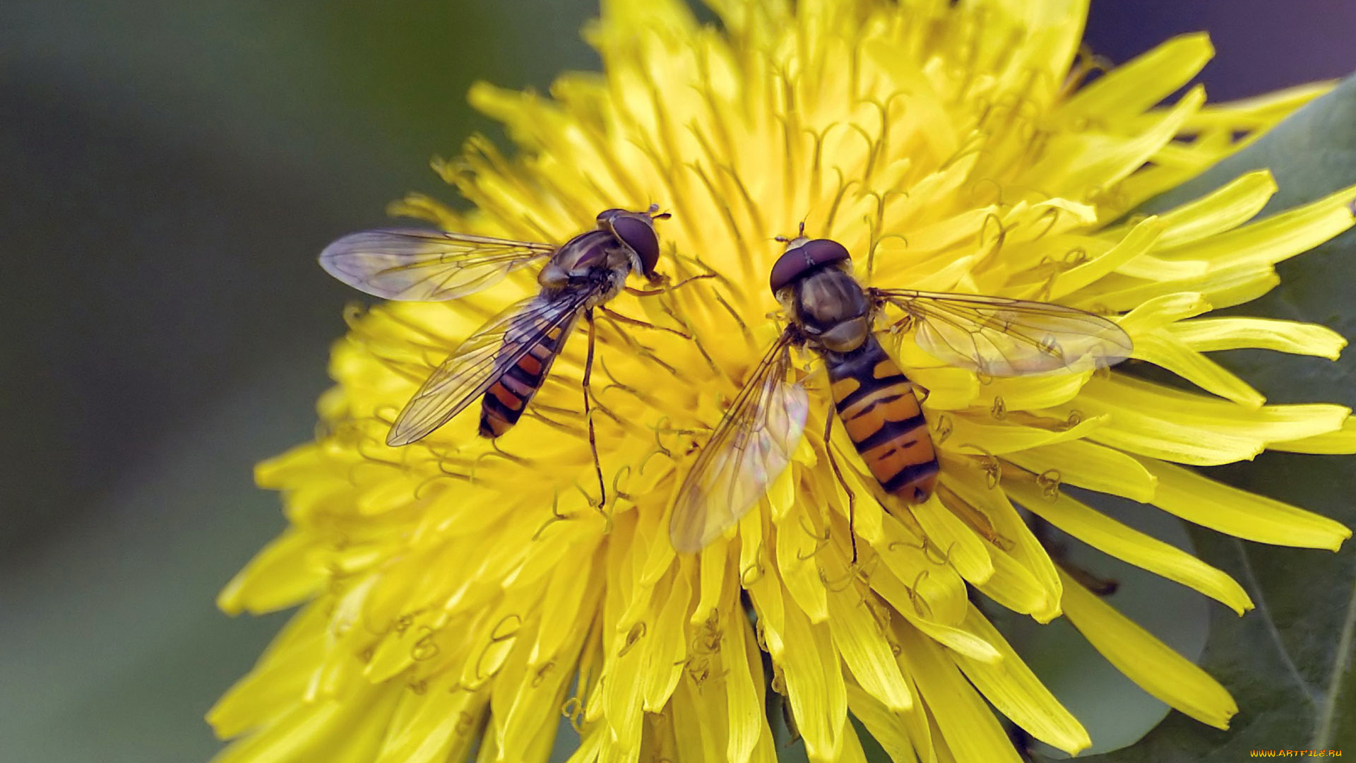 животные, пчелы, осы, шмели