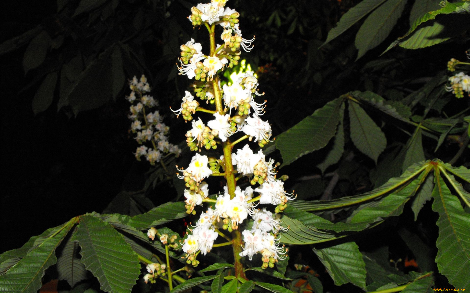 цветы, цветущие, деревья, кустарники