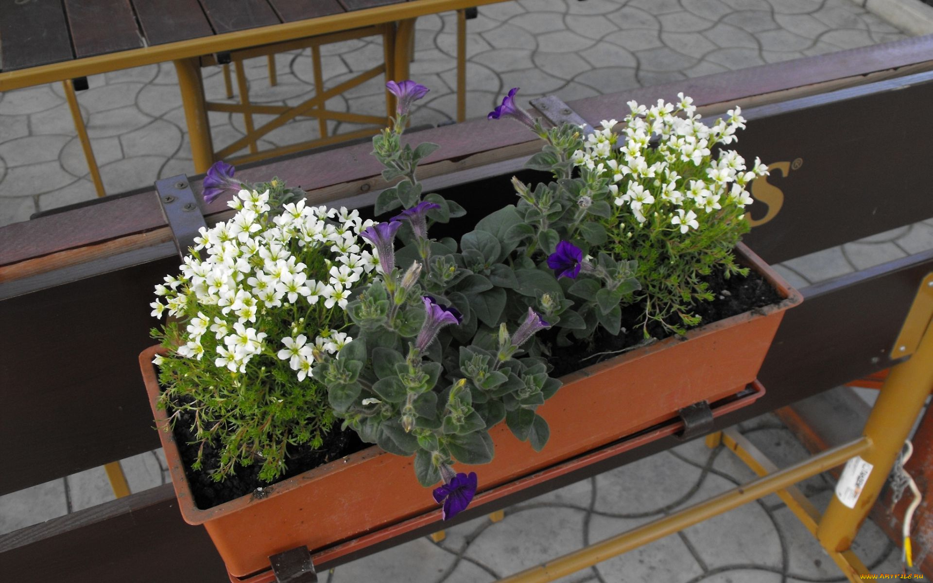 цветы, разные, вместе