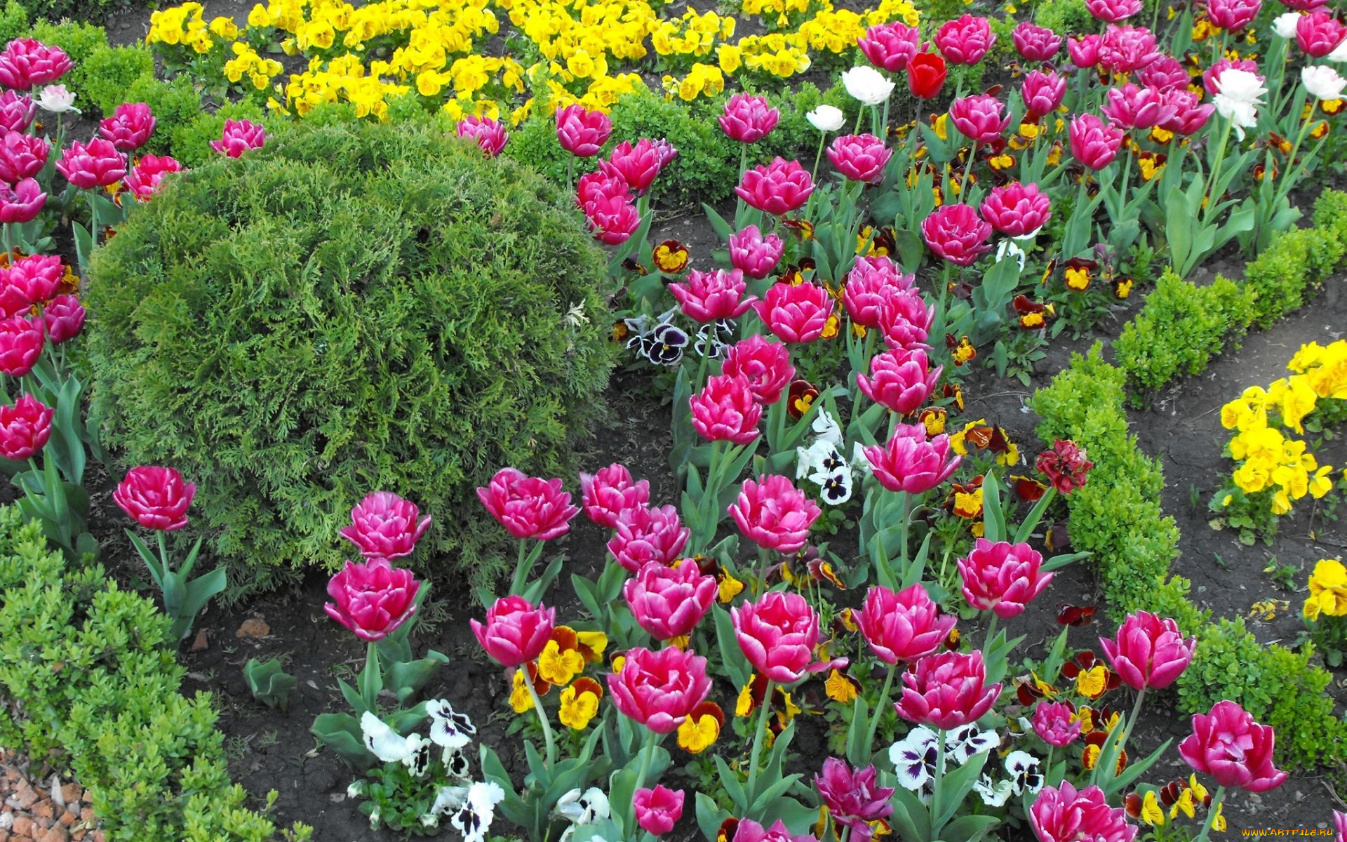 цветы, разные, вместе