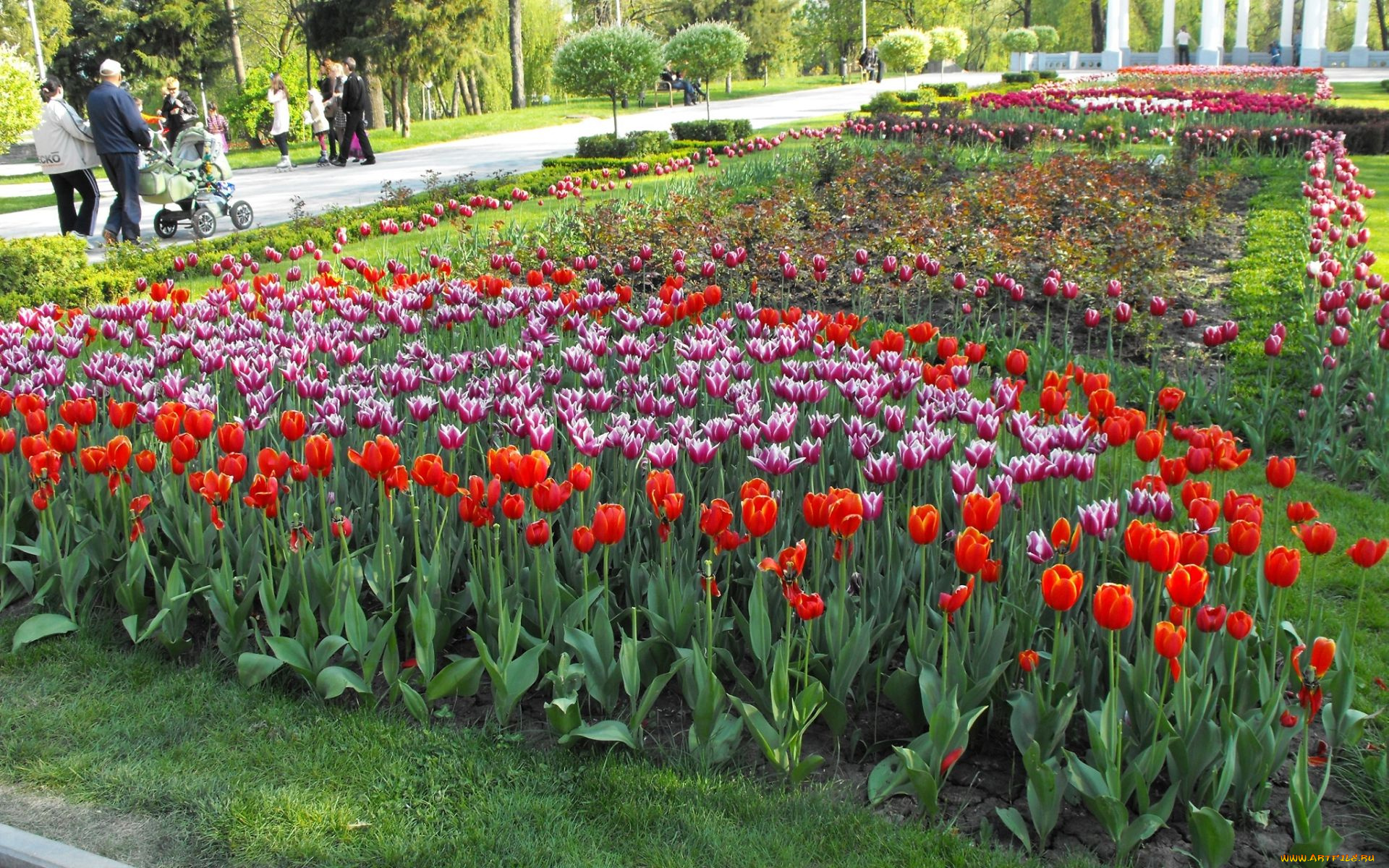 цветы, тюльпаны