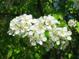 обоя цветы, цветущие, деревья, кустарники