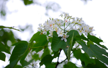 обоя цветы, цветущие, деревья, кустарники