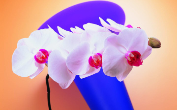 Картинка цветы орхидеи