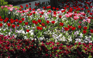 обоя цветы, разные, вместе