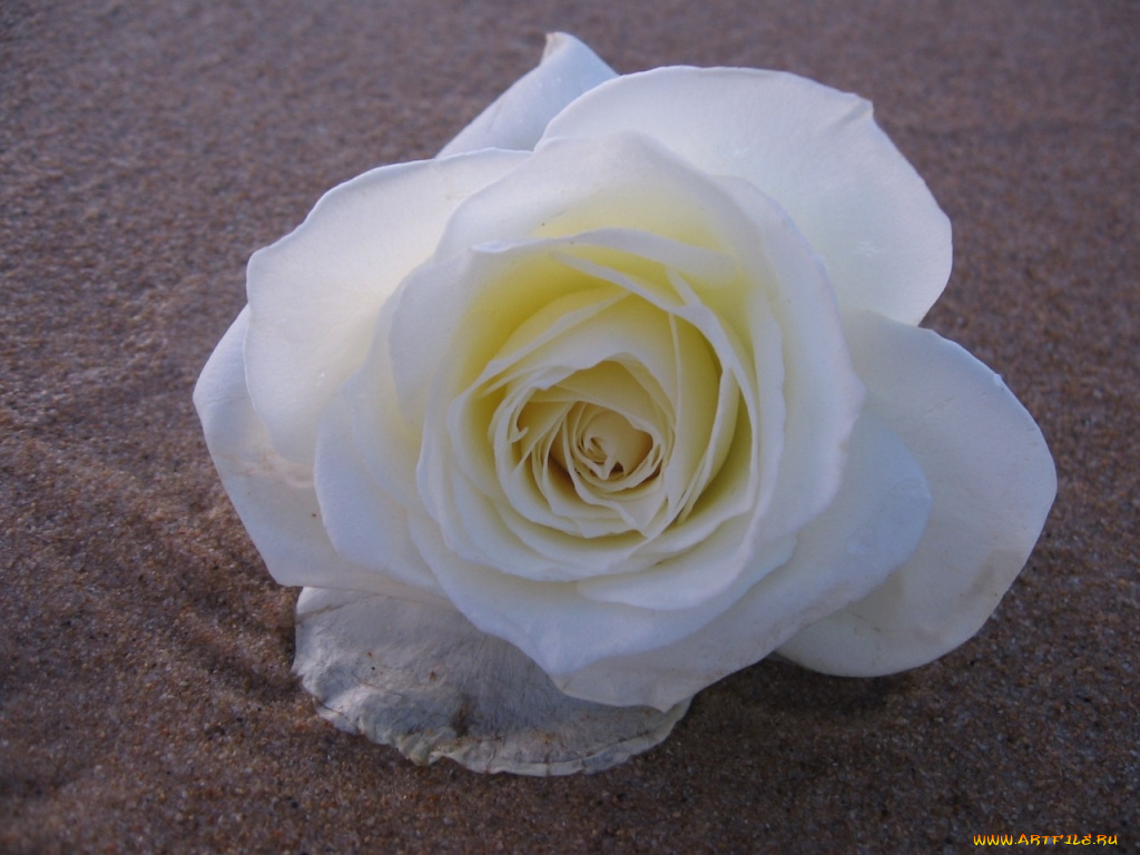 цветы, розы