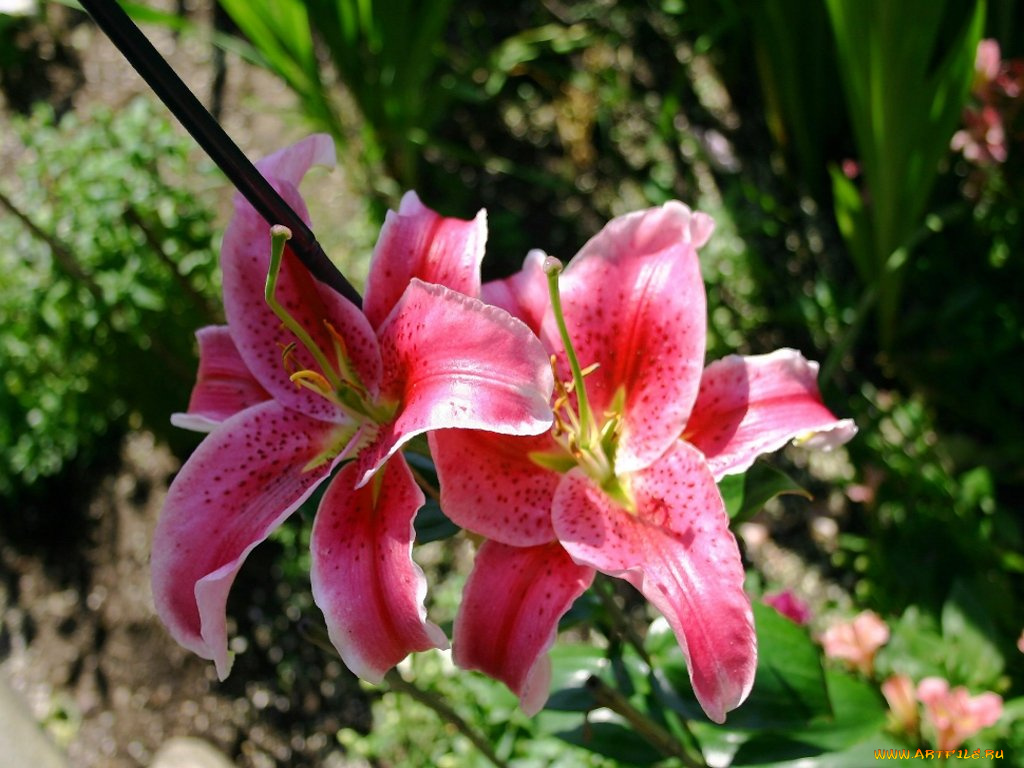 лилии, цветы, лилейники