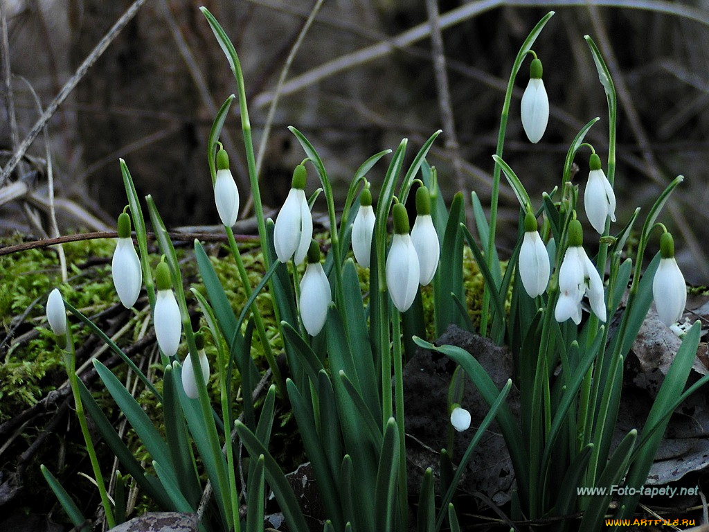 подснежники, цветы, белоцветник