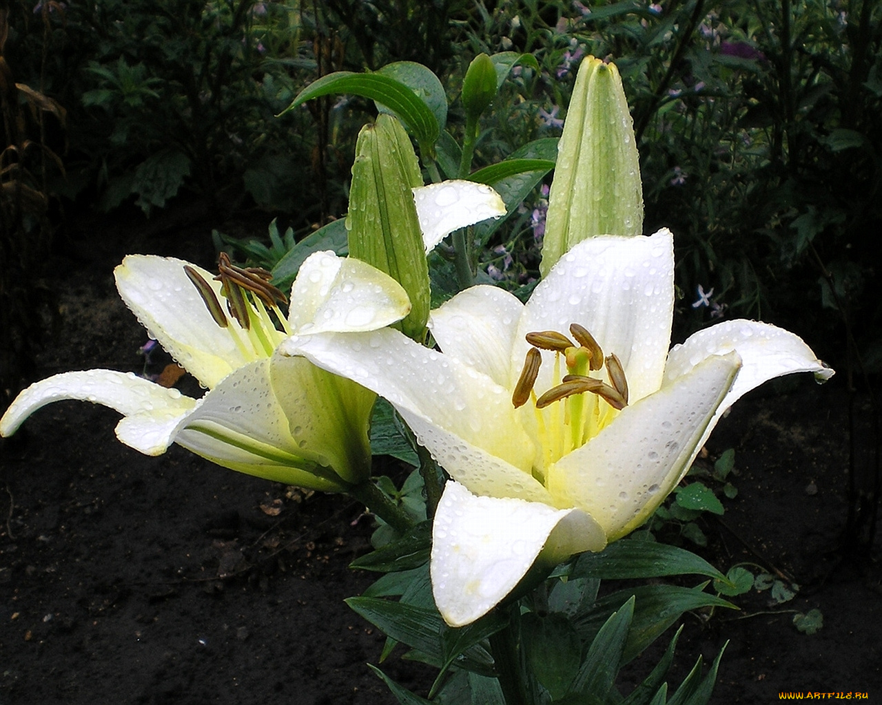 цветы, лилии, лилейники