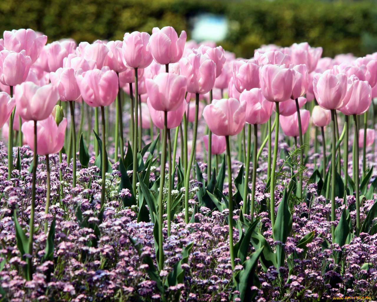 цветы, разные, вместе