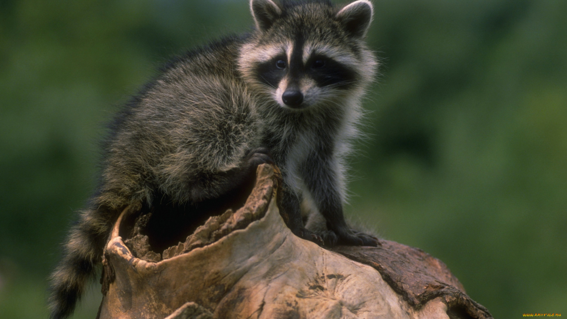 животные, еноты