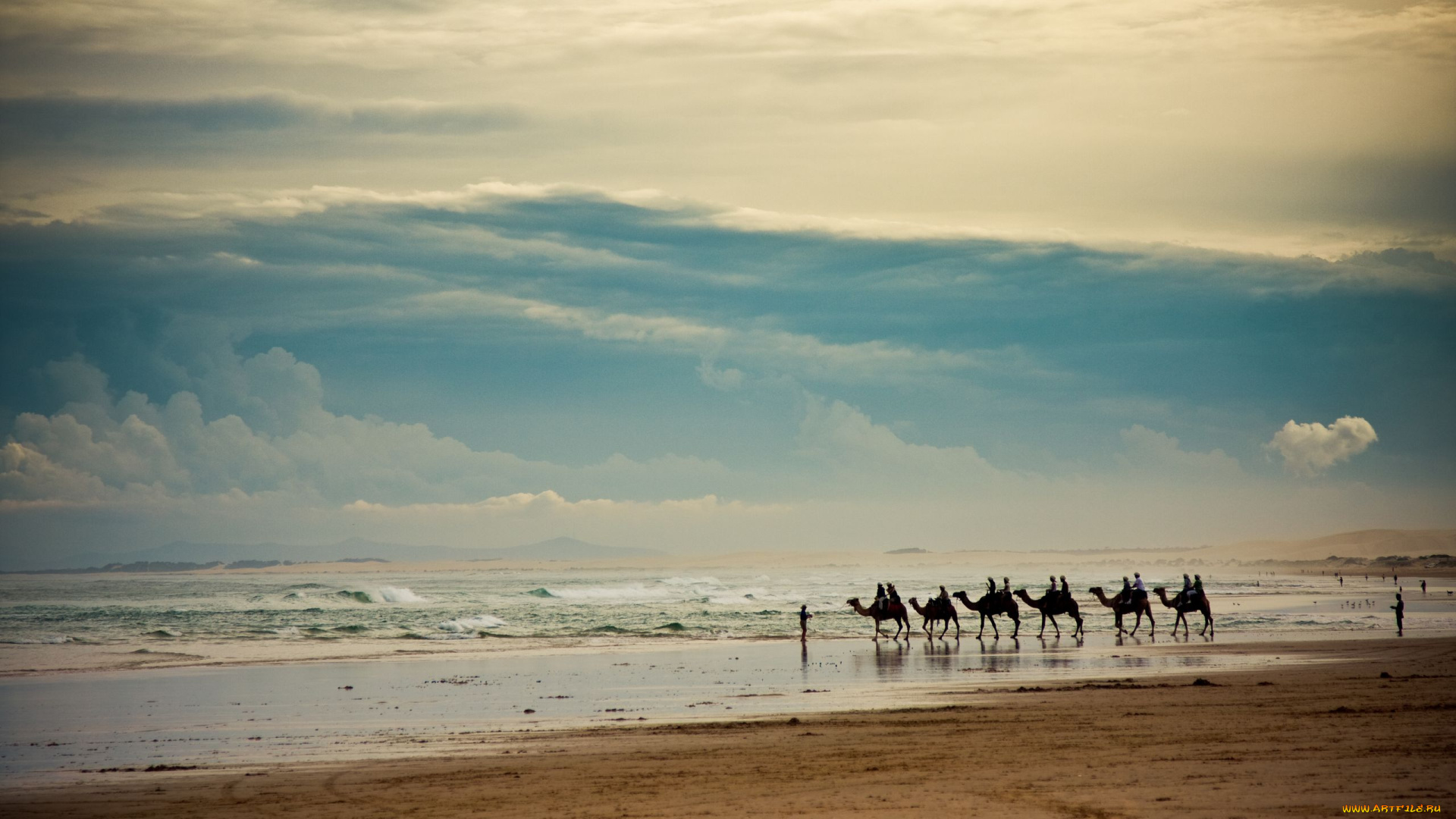 животные, верблюды